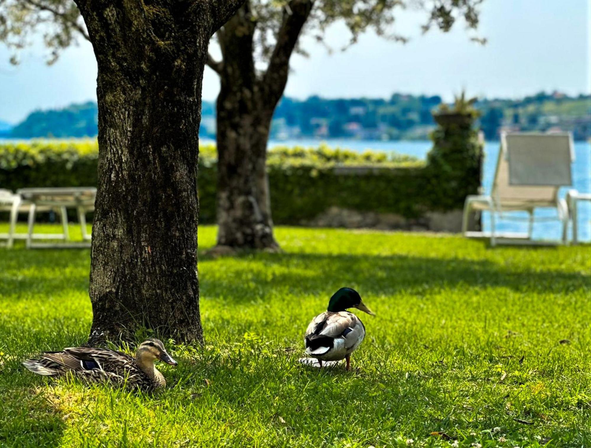 Luxury Lakeside Apartment Right On The Water Salò Eksteriør bilde